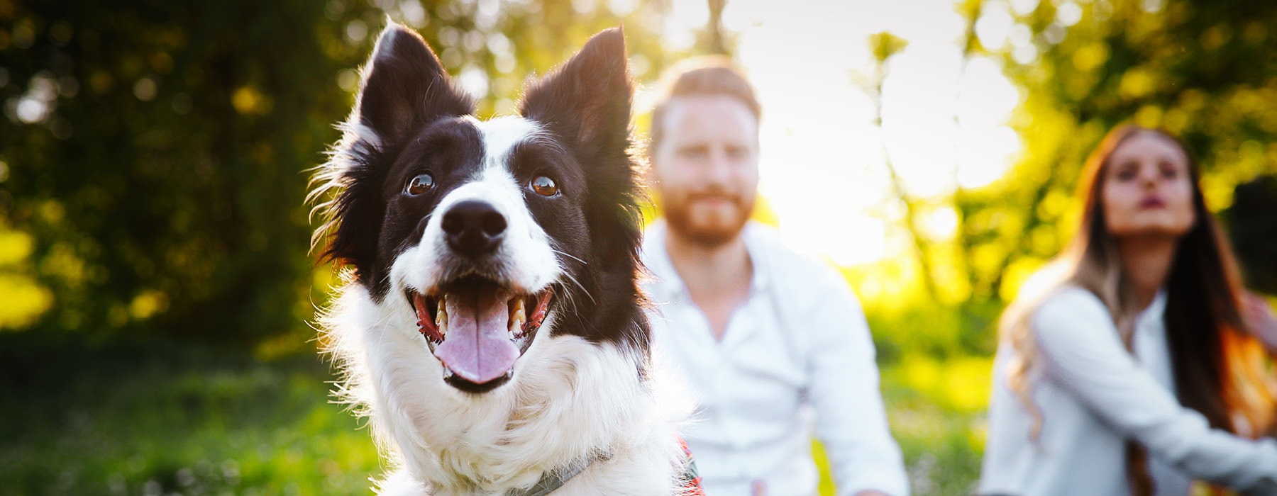 pet collie in a park, looks at the camera while owners watch him in the background
